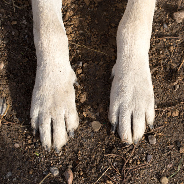 Feet dog. Лапа собаки. Лапа собаки Эстетика. Лапки собаки белые. Белая лапа собаки.
